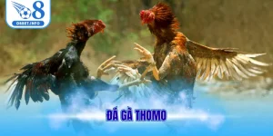 Đá gà thomo