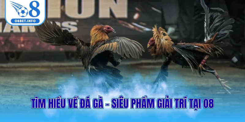 Đá Gà Cựa Sắt Là Gì? Cách Vào Kèo Chuẩn Với 3 Mẹo Đơn Giản 1 Tìm hiểu về đá gà - Siêu phẩm giải trí tại O8